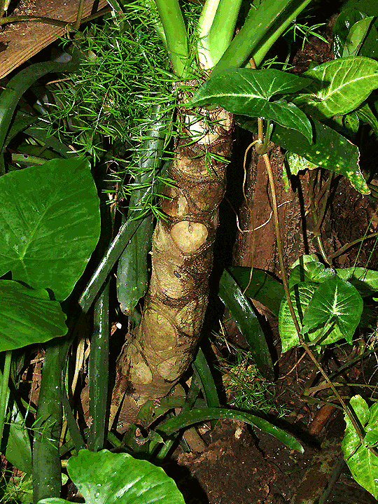 Philodendron bipinnatifidum Schott ex Endl, Meconstigma base common to the species, Photo Copyright 2008 Steve Lucas, www.ExoticRainforest.com