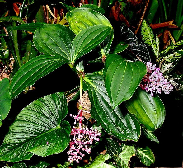 Medinilla magnifica, Copyright 2005, Steve Lucas, www.ExoticRainforest.com