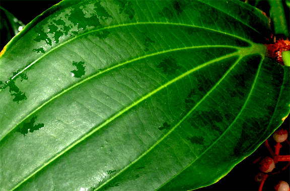 Medinilla magnficia Lindl., Malaysian Orchid, Photo Copyright Steve Lucas, www.ExoticRainforest.com