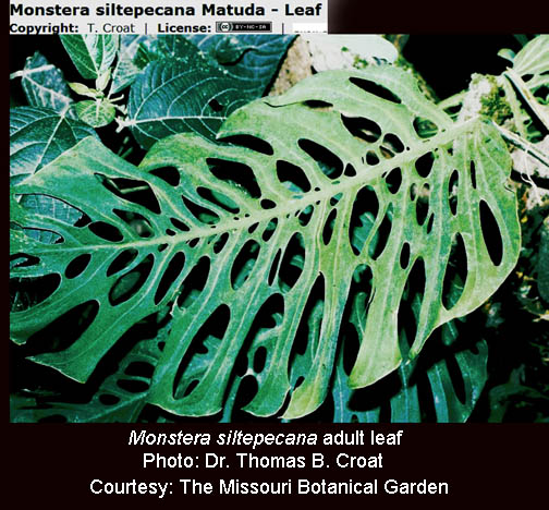 Mostera siltepecana, Photo Dr. Thomas B. Croat, coutesy Missouri Botanical Garden