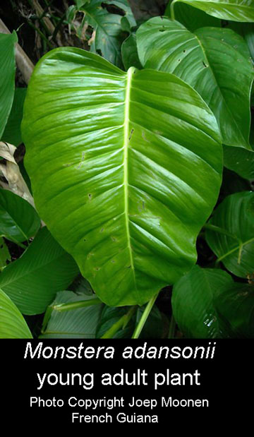 Monstera adansonii young adult, Photo Copyright Joep Moone, French Guiana