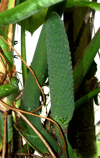 Monstera deliciosa ripening spadix. will turn yellow when ripe, Photo Copyright 2008, Steve Lucas, www.ExoticRainforest.com
