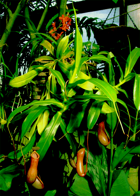 Nepenthes ventricosa, Photo Copyright 2006, Steve Lucas, www.ExoticRainforest.com