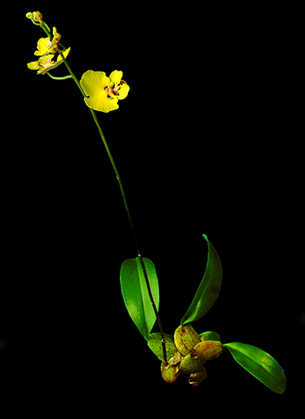 Oncidium ampliatum Lindl.