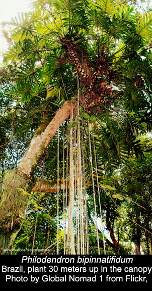 Philodendron bipinnatifidum in Brazilian canopy, Photo Copyright Global Nomad 1