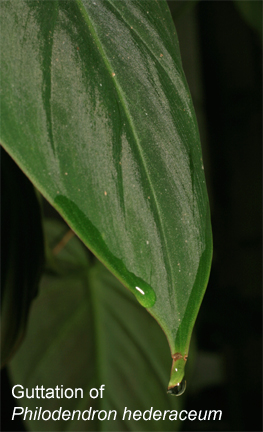 Guttation of Philodendron hederaceum, Photo Copyright 2009, Steve Lucas, www.ExoticRainforest.com