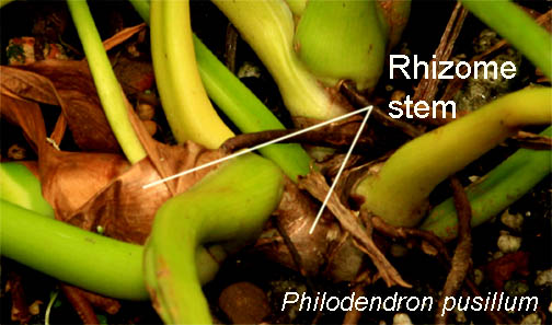 Rhizome stem, Philodendron pusillum, Photo copyright 2009 Steve Lucas, www.ExoticRainforest.com