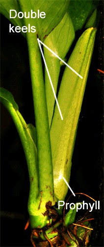 Philodendron Species unknown prophyll  purportedly collected near Limon, Ecuador, Photo Copyright 2009, Steve Lucas, www.ExoticRainforest.com