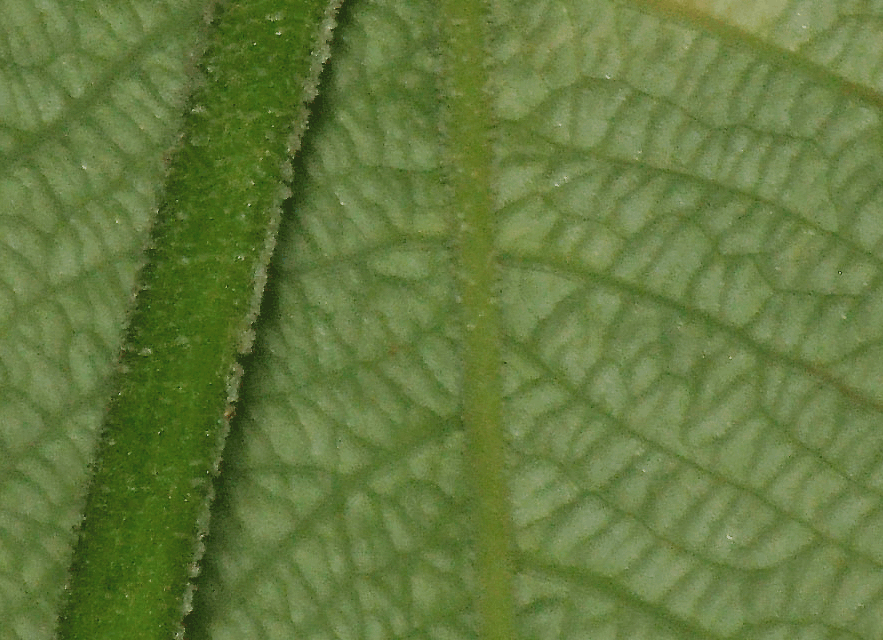 Philodendron albovirescens pubescens and rugose venation, looks like Philodendron corrugatum, Photo Copyright 2009, Steve Lucas, www.ExoticRainforest.com