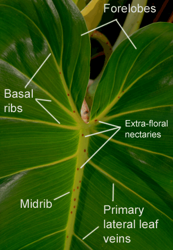 Philodendron cordatum, venation, midrib, basal veins, basal ribs, primary lateral leaf veins, forelobes, Photo Copyright 2009, Steve Lucas, www.ExoticRainforest.com