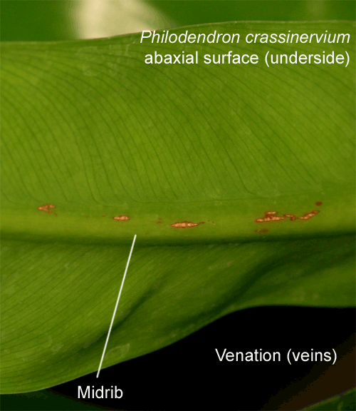 Philodendron crassinervium abaxial surface venation, veins, Photo Copyright 2009, Steve Lucas, www.ExoticRainforest.com