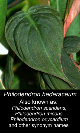 Philodendron hederacerum known as Philodendron scandens, Philodendron micans, Philodendron oxycardium, Photo Copyright 2009, Steve Lucas, www.ExoticRainforest.com