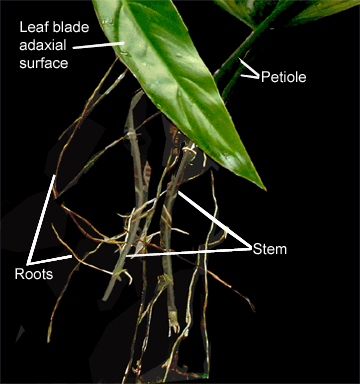 Philodendron holtonianum, Photo Coprygith 2008, Steve Lucas, www.ExoticRainforest.com