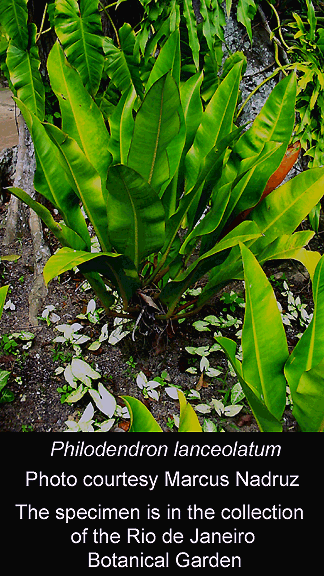 Philodendron lanceolatum, synonym of Philodendron crassinervium, Photo Courtesy Marcus Nadruz