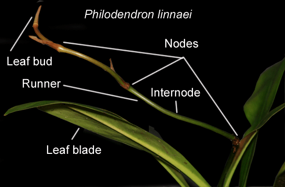 Philodendron linnaei runner, Photo Copyright 2009, Steve Lucas, www.ExoticRainforest.com