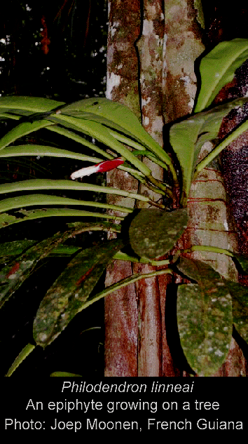 Philodendron linnaei, Photo Copyright 2007, Joep Moonen