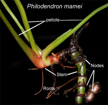 Philodendron mamei stem, petiole and nodes, Photo Copyright 2008, Steve Lucas, www.ExoticRainforest.com