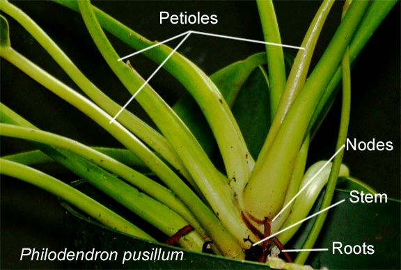 Philodendron pusillum petiole, Photo Copyright 2009, Steve Lucas, www.ExoticRainforest.com