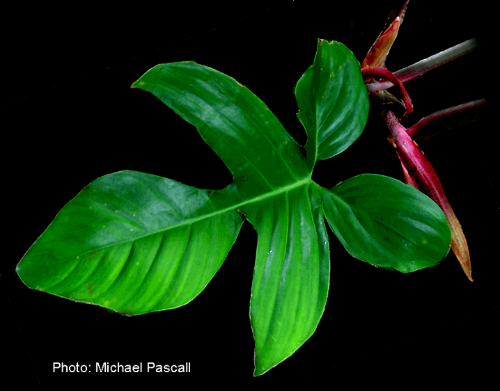 Philodendron squamiferum, Photo Copyright Michael Pascall