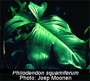 Philodendron squamiferum, Photo Copyright Joep Moonen, French Guiana