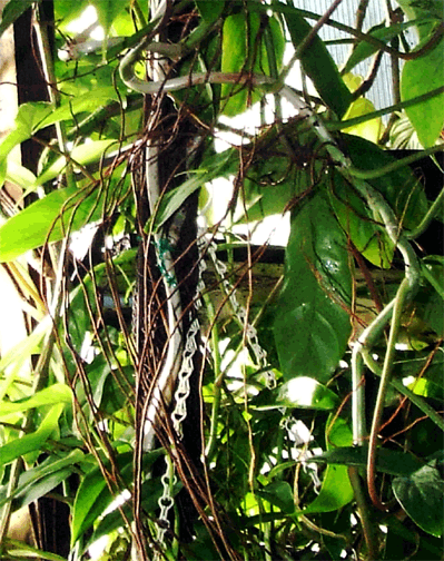 Philodendron P69686, Photo Copyright 2008, Steve Lucas, www.ExoticRainforest.com