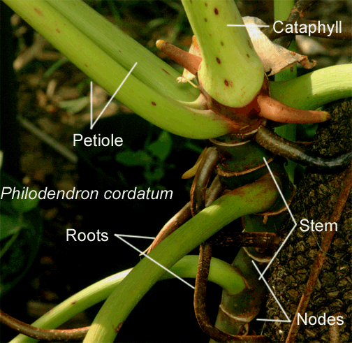 Philodendron cordatum stem, roots and petiole, Photo Copyright 2009, Steve Lucas, www.ExoticRainforest.com
