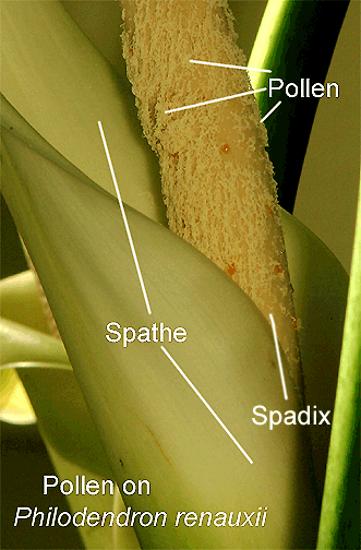 Pollen on Philodendron renauxii, Photo Copyright 2009 Steve Lucas, www.ExoticRainforest.com