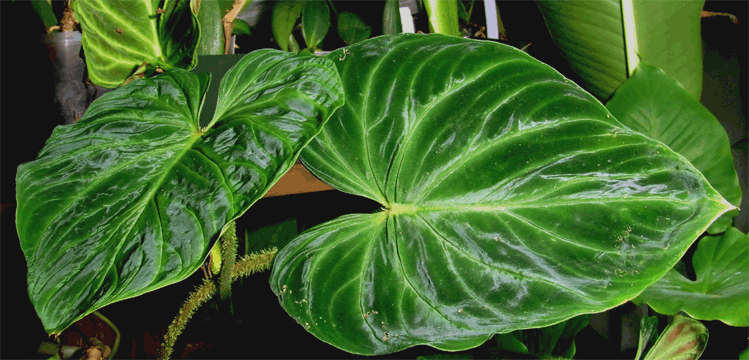 Philodendron verrucosum, Photo Copyright 2008, Steve Lucas, www.ExoticRainforest.com