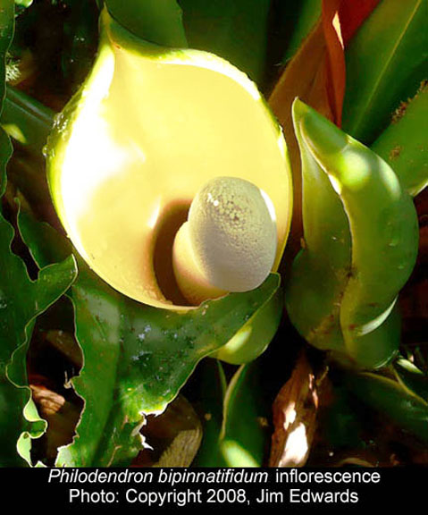 Philodendron bipinnatifidum inflroescence, Photo Jim Edwards