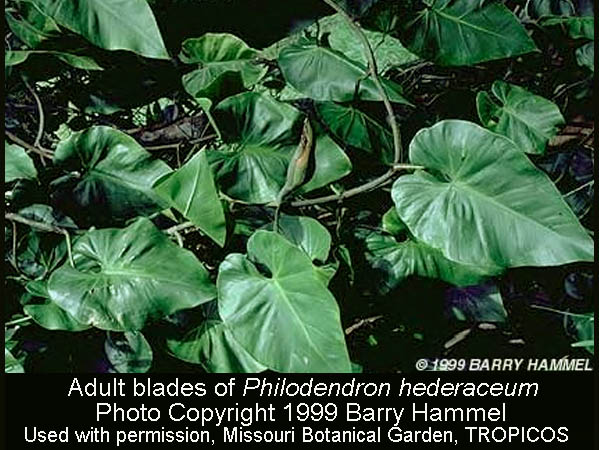 Philodendron hederaceum adult leaf, Photo Copyright 1999 Barry Hammel, Courtesy TROPICOS