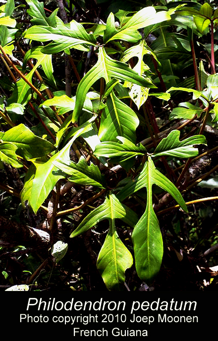 Philodendron pedatum, Photo Copyright 2010 Joep Moonen, french Guiana