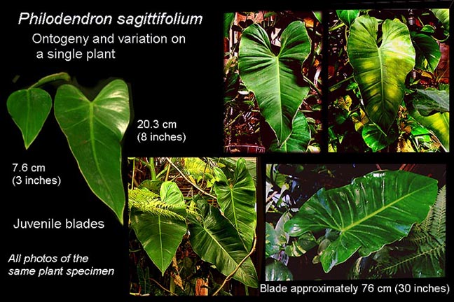 Philodendron sagittifolium ontogeny and variation, Photos Copyright Steve Lucas, www.ExoticRainforest.com