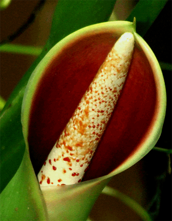 Philodendron sagittifolium spathe and spadix at anthesis, Photo Copyright 2008, Steve Lucas, www.ExoticRainforest.com