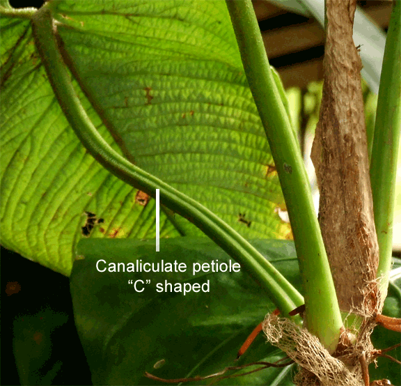 Philodendron albovirescens canaliculate petiole, looks like Philodendron corrugatum, Photo Copyright 2009, Steve Lucas, www.ExoticRainforest.com