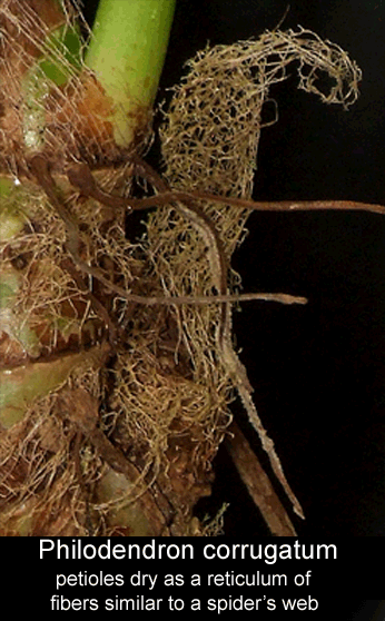 Philodendron albovirescens teticulum dried cataphyll, looks like Philodendron corrugatum, Photo Copyright 2009, Steve Lucas, www.ExoticRainforest.com