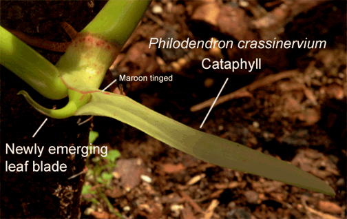Philodendron crassinervium Lindl. cataphyll, Photo Copyrigght Steve Lucas, www.ExoticRainforest.com