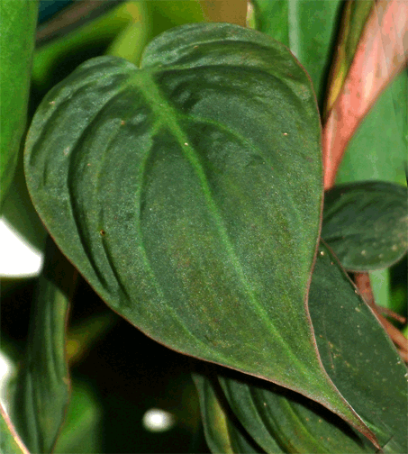 Philodendron hederaceum, known as micans, oxycardium, scandes, Photo Copyright 2008, Steve Lucas, www.ExoticRainforest.com