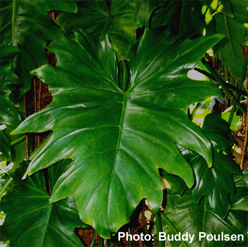 Philodendron lacerum adult leaf blade, Photo Copyright 2008, Buddy Poulsen