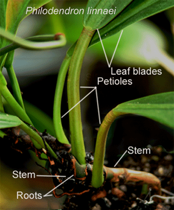 Philodendron linnaei stems, roots, petioles, Photo Copyright 2009, Steve Lucas, www.ExoticRainforest.com