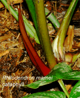 Philodendron mamei cataphyll, Photo Copyright 2008, Steve Lucas, www.ExoticRainforest.com