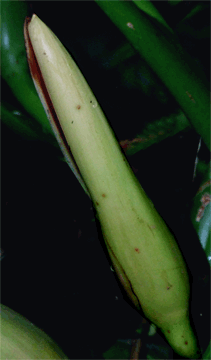 Unfurled inflorescence of Philodendron sagittifolium Liebm., Photo Copyright 2008, Steve Lucas, www.ExoticRainforest.com                