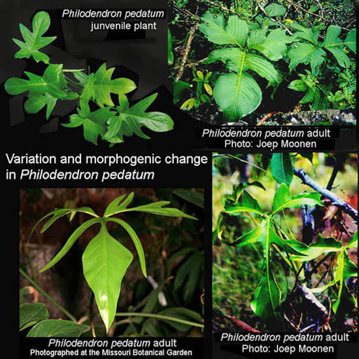 Philodendron pedatum variation, www.ExoticRainforest.com