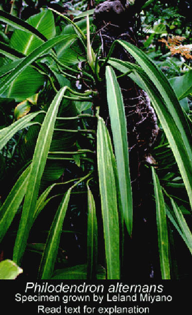 Philodendron alternans, Photo Copyright 2009 Leland Miyano