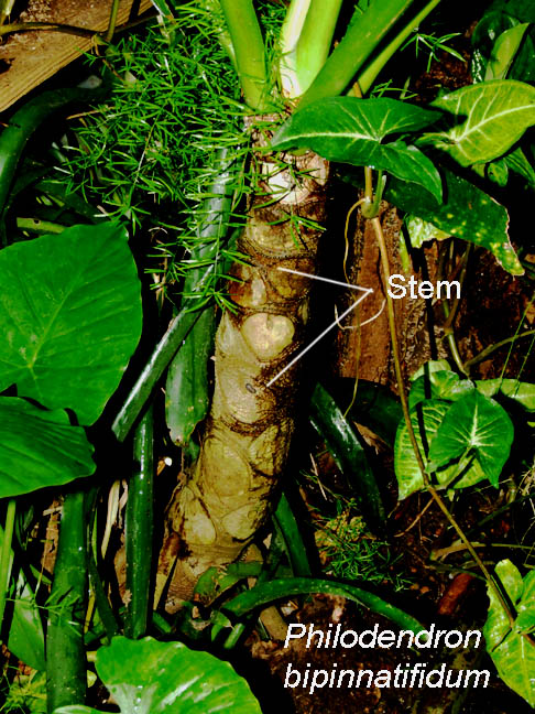 Philodendron bipinnatifidum stem, Photo Copyright 2008, Steve Lucas, www.ExoticRainfoerst.com