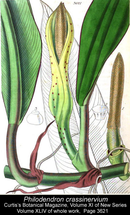 Philodendron crassinervium, Curtis's Botanical Magazine, Volue XI