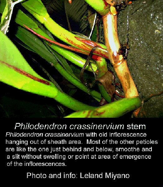 Philodendron crassinervium stem with old inflorescence, Photo Leland Miyano