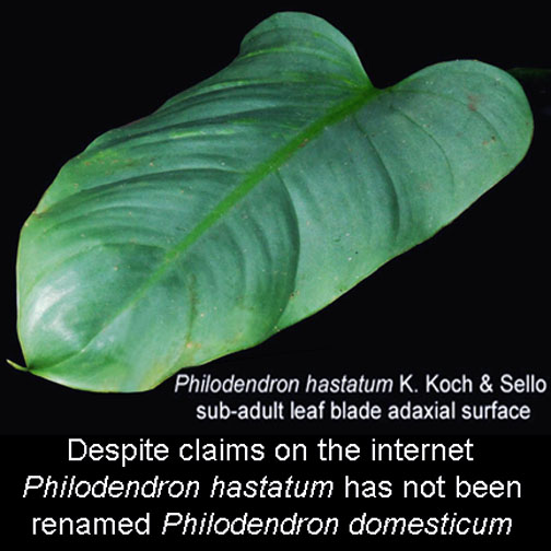 Philodendron hastatum, the name was not changed to Philodendron domesticum as is claimedon the internet, Photo Copyright 2008, Steve Lucas, www.ExoticRainforest.com