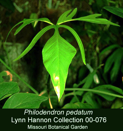 Philodendron pedatum, Lynn Hannon Collection, Missouri Botanical Garden, Photo Copyright 2010 Steve Lucas, www.ExoticRainforest.com