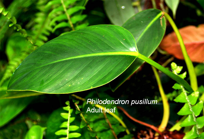 Philodendron pusillum, Photo Copyright 2010, Steve Lucas, www.ExoticRainforest.com