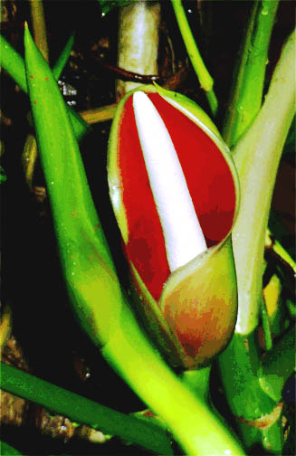 Philodendron sagittifolium inflorescence, newly opened, Photo Copyright 2008, Steve Lucas, www.ExoticRainforest.com